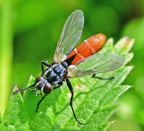 Cylindromyia bicolor